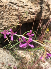 Clarkia xantiana parviflora
