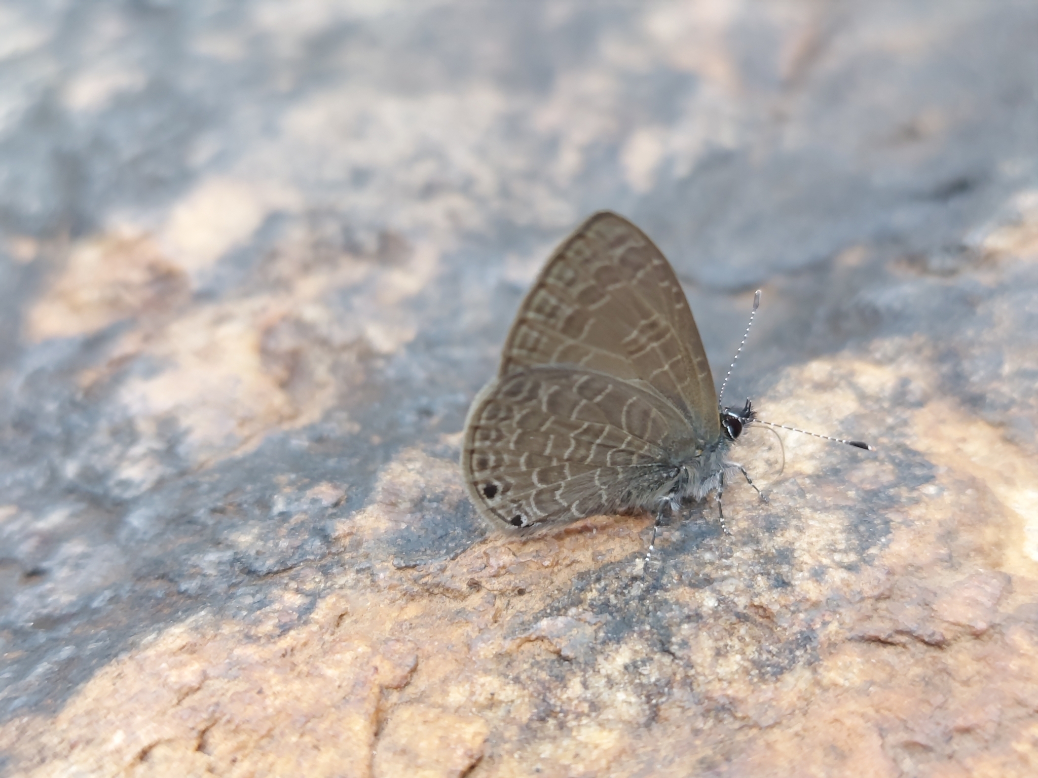 Dingy Lineblue