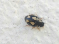 Hyperaspis festiva