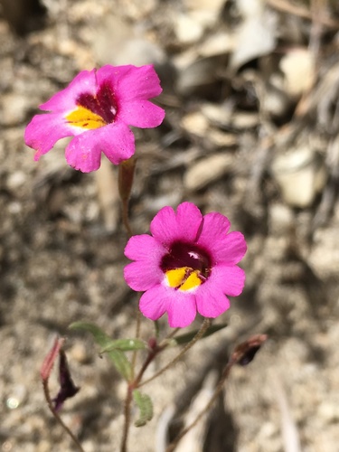 Image of Erythranthe discolor by (c) Matt Berger, some rights reserved (CC BY)