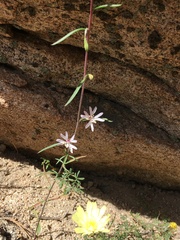 Clarkia xantiana parviflora