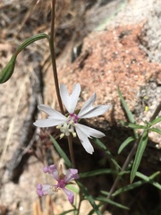 Clarkia xantiana parviflora