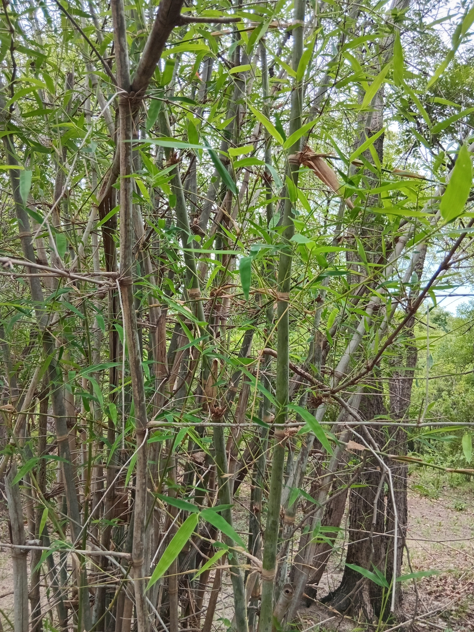 Imagem de bambu-abissínio