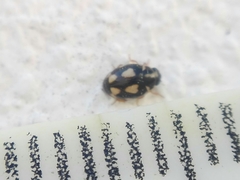 Hyperaspis festiva