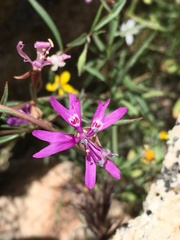Clarkia xantiana parviflora