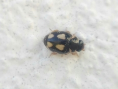 Hyperaspis festiva