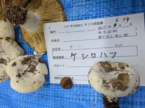 Lactifluus vellereus