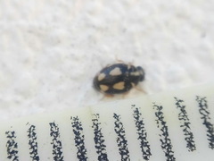 Hyperaspis festiva