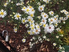 Symphyotrichum lanceolatum