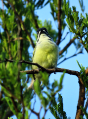Pogoniulus bilineatus