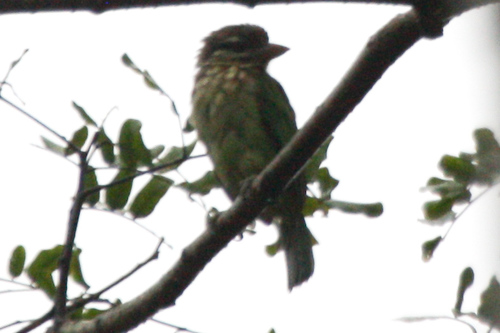 Psilopogon viridis