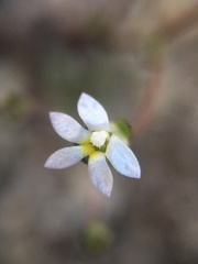 Nemacladus sigmoideus