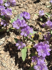 Phacelia austromontana