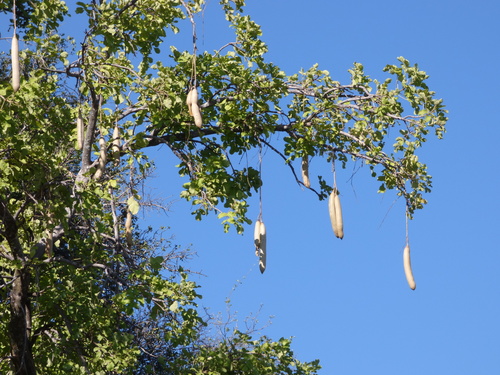 Sausage tree