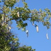 Sausage Tree - Photo (c) Bill Crins, some rights reserved (CC BY-NC), uploaded by Bill Crins