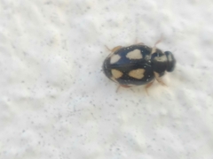 Hyperaspis festiva