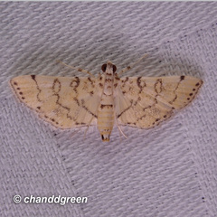 Lamprosema tampiusalis