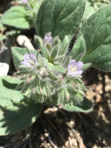 Image of Phacelia novenmillensis by (c) Matt Berger, some rights reserved (CC BY)