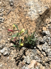 Camissonia pusilla