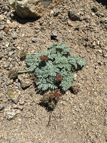 Image of Lomatium shevockii by (c) Matt Berger, some rights reserved (CC BY)