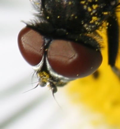 Opesia descendens