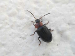 Microtheca semilaevis