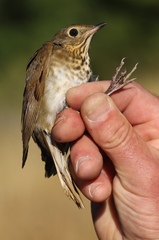 Catharus ustulatus ustulatus