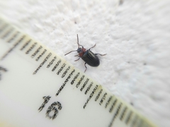 Microtheca semilaevis