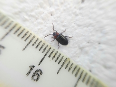 Microtheca semilaevis