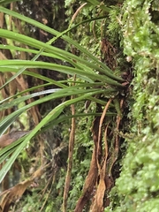 Haplopteris flexuosa, photograph (c) 賴碧珠, some rights reserved (CC BY)