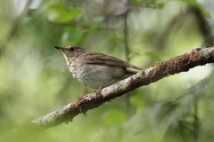 Catharus ustulatus ustulatus