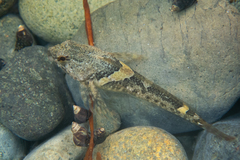 Oligocottus maculosus