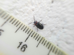 Microtheca semilaevis