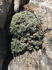 Eriogonum breedlovei shevockii