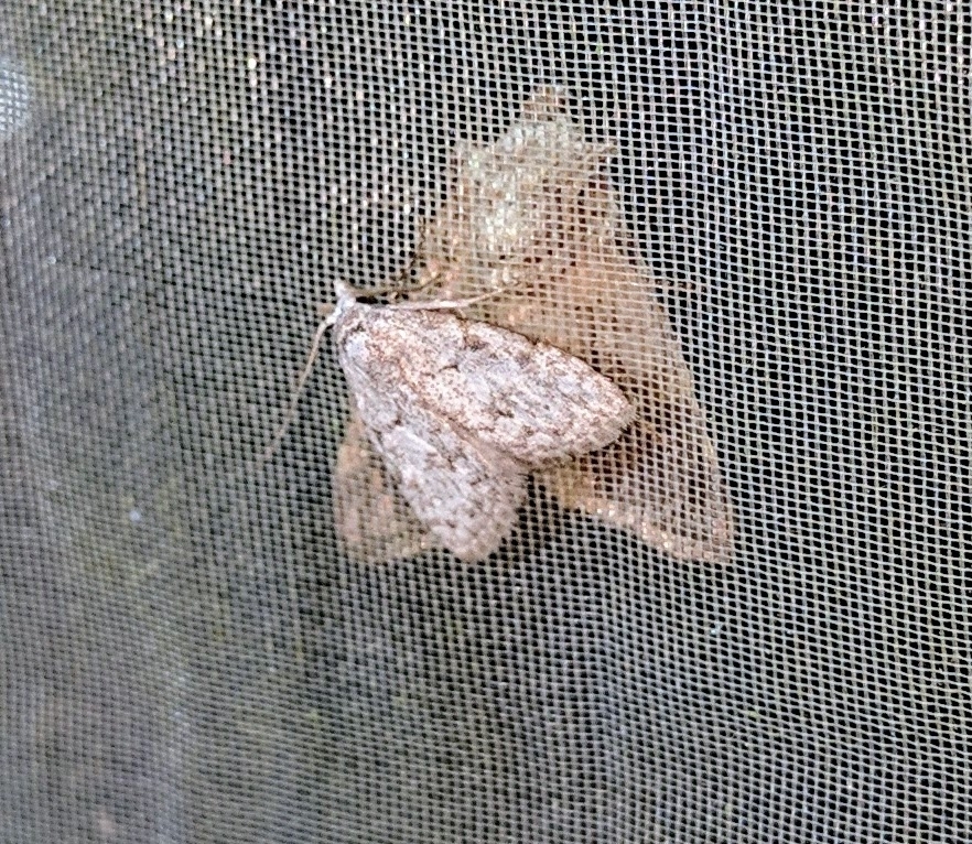Manoba potterorum