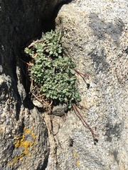 Eriogonum breedlovei shevockii
