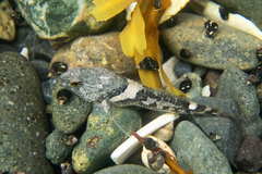 Oligocottus maculosus