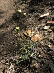 Chaenactis santolinoides