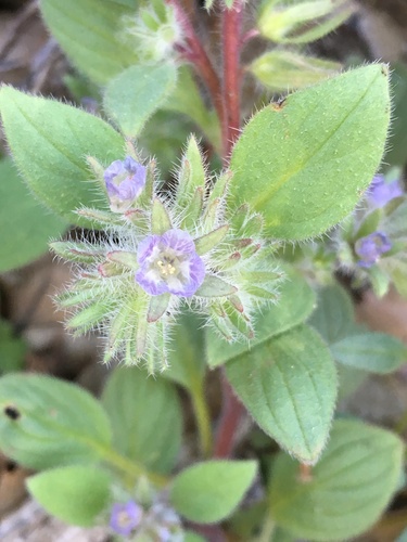 Image of Nine Mile Canyon Phacelia (Phacelia novenmillensis) by (c) Matt Berger, some rights reserved (CC BY)