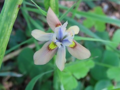 Moraea vegeta