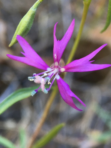 Image of Clarkia xantiana by (c) Matt Berger, some rights reserved (CC BY)