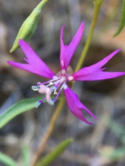 Clarkia xantiana parviflora