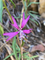 Clarkia xantiana parviflora