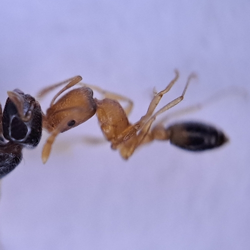 Ant