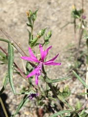 Clarkia xantiana parviflora