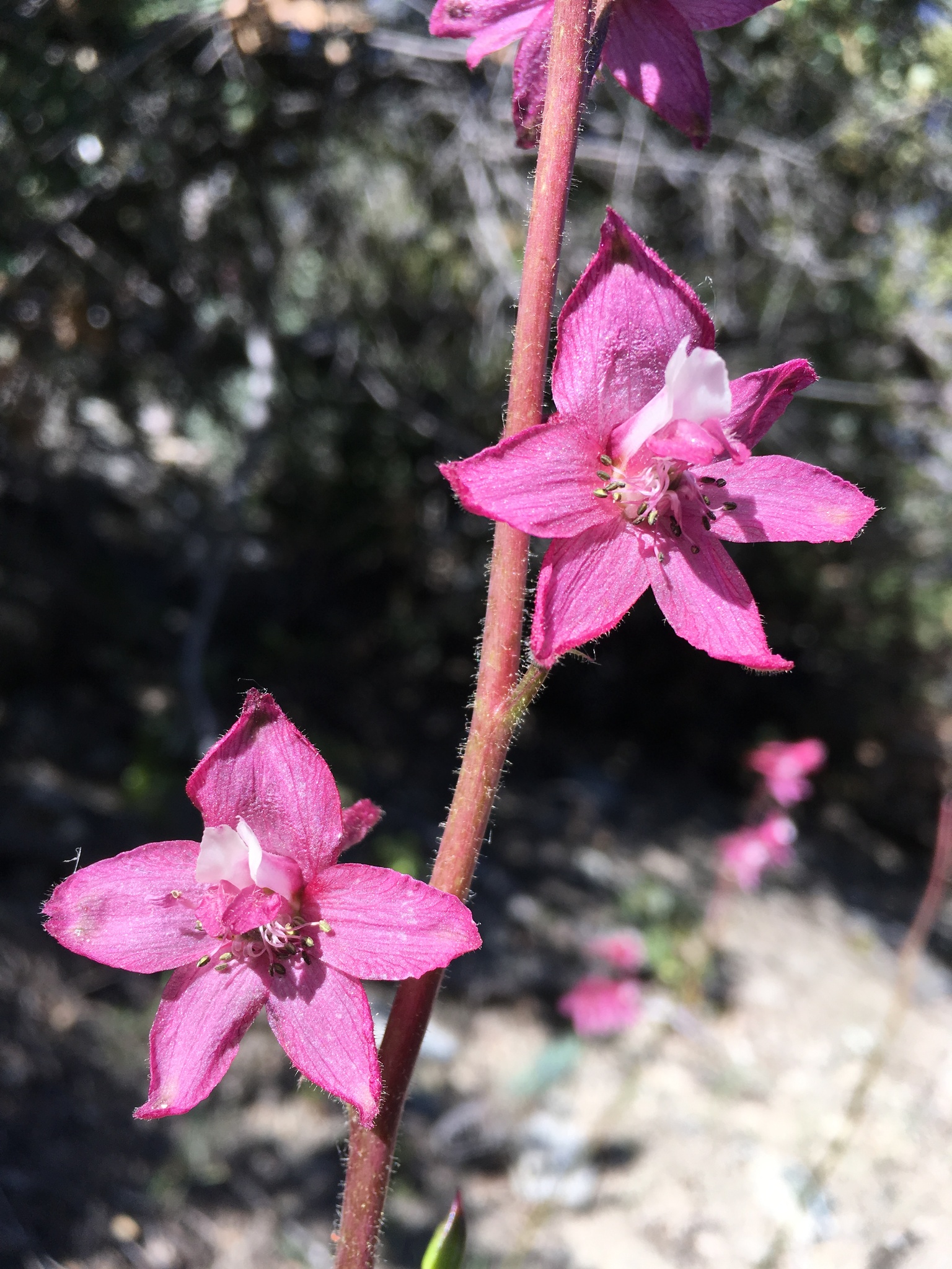 Delphinium purpusii