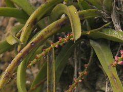 Aerides multiflora, photograph (c) Sagnik Dutta Roy, some rights reserved (CC BY)