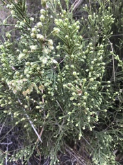 Passerina montana