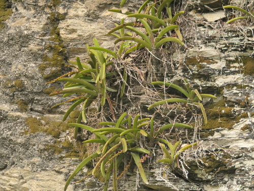 Aerides multiflora, photograph 4