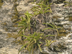Aerides multiflora, photograph (c) Sagnik Dutta Roy, some rights reserved (CC BY)